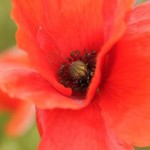 Mohnblume